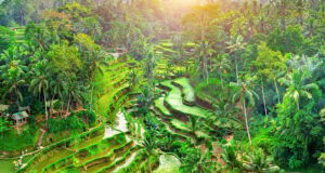 Для въезда в Индонезию с 1 сентября туристы обязаны заполнять декларацию