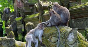 В Индонезии запретили прогулки на слонах