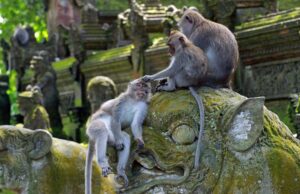 В Индонезии запретили прогулки на слонах