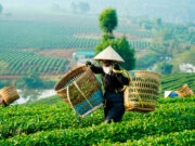 Посольство РФ во Вьетнаме рекомендовало туристам опасаться местных насекомых