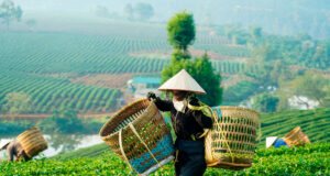 Посольство РФ во Вьетнаме рекомендовало туристам опасаться местных насекомых