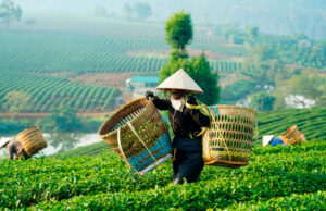 Посольство РФ во Вьетнаме рекомендовало туристам опасаться местных насекомых