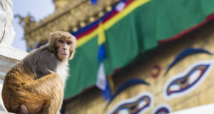 Посольство РФ рекомендовало туристам в Непале избегать мест протестов