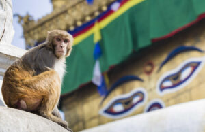 Посольство РФ рекомендовало туристам в Непале избегать мест протестов