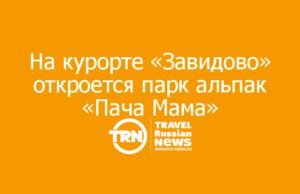 На курорте «Завидово» откроется парк альпак «Пача Мама»